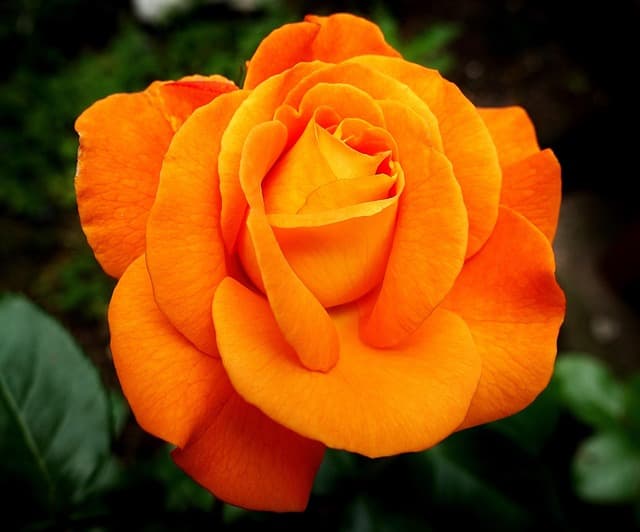 Plantas de temporada: cuáles elegir para un jardín vibrante