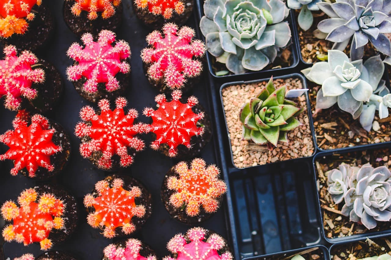 10 plantas ideales para jardines de bajo mantenimiento