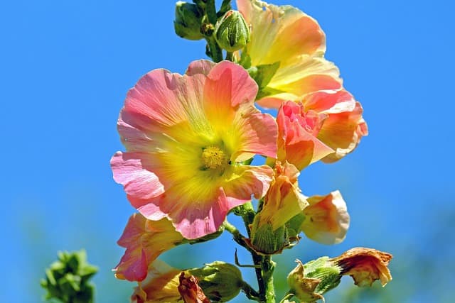 Plantas ideales para climas cálidos: ¿cuáles elegir?