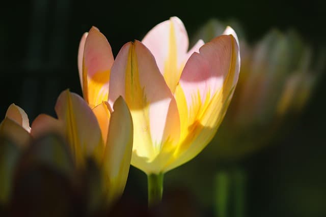 Cómo seleccionar las mejores plantas para tu jardín: claves esenciales
