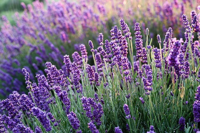 Cómo diseñar un jardín aromático: plantas y cuidados esenciales