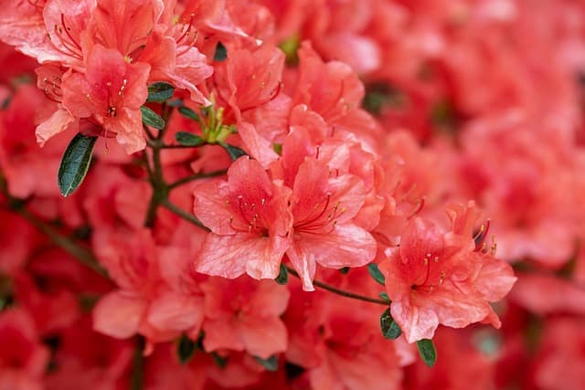 Cómo crear un jardín de flores ornamentales paso a paso