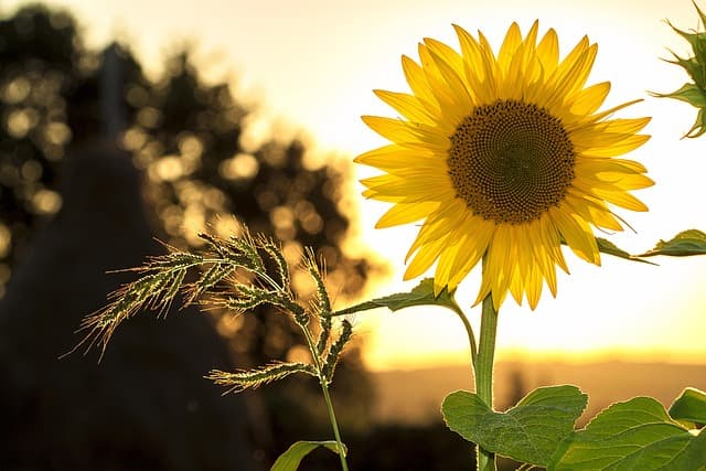 Cómo cultivar plantas florales para todo el año: guía completa