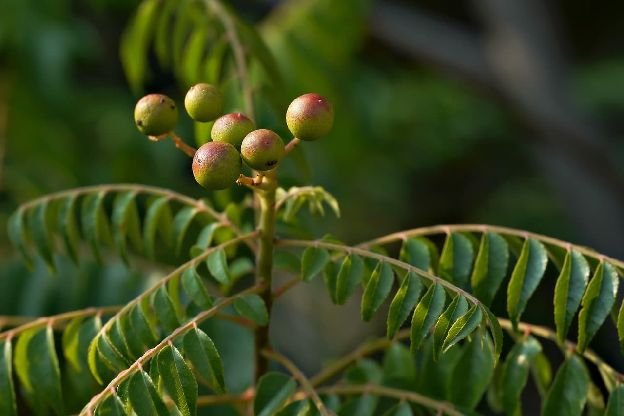 Cómo cultivar y cuidar plantas aromáticas en casa