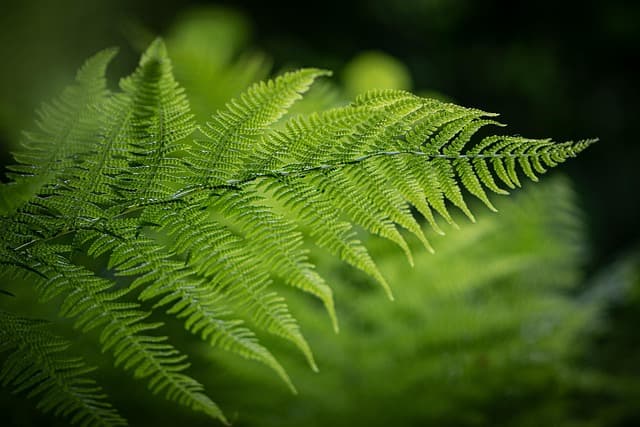 Cómo crear un jardín sostenible: pasos y consejos clave