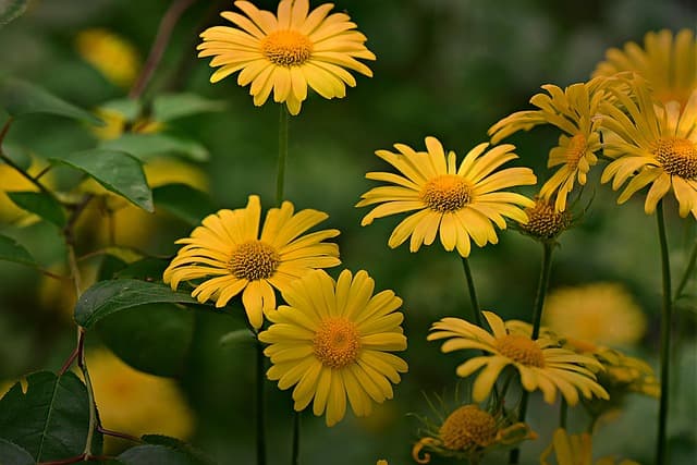 Cómo cuidar tus flores durante todo el año: consejos esenciales