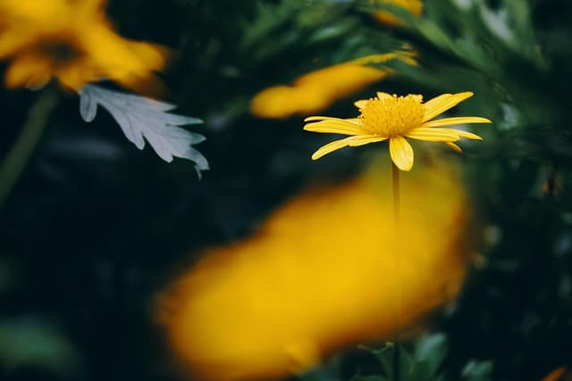 Beneficios de cultivar plantas autóctonas en tu jardín