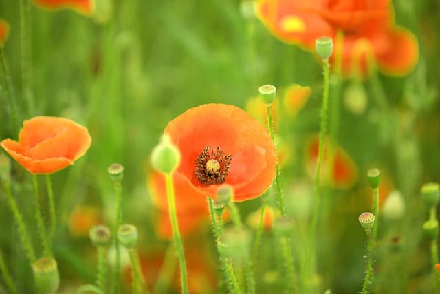 Las mejores plantas para un jardín sostenible y colorido