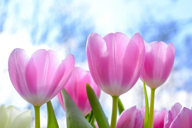 Cómo seleccionar las mejores flores para tu jardín