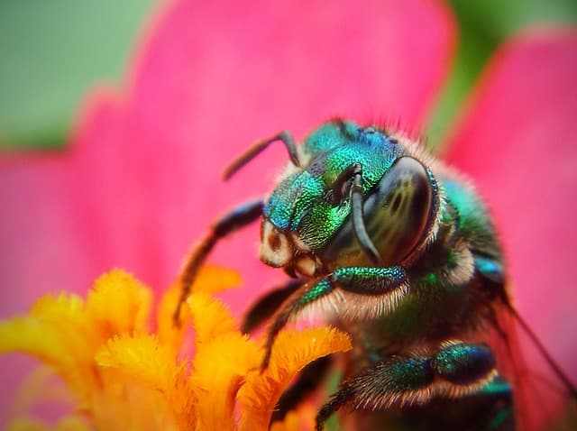Guía completa sobre la biodiversidad en tu jardín