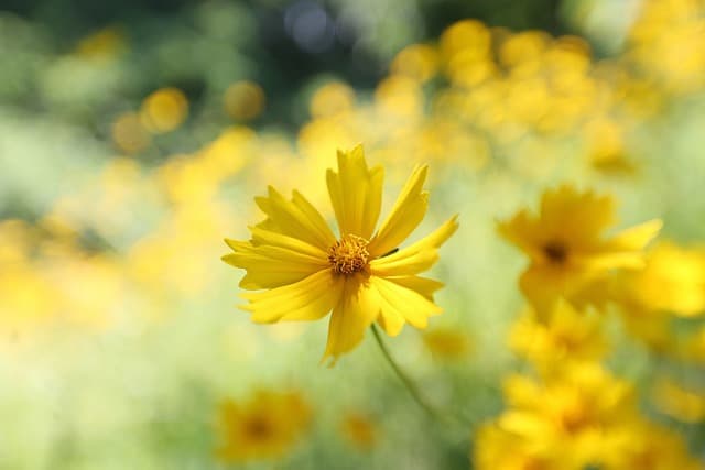Cómo crear un jardín de flores silvestres: guía paso a paso