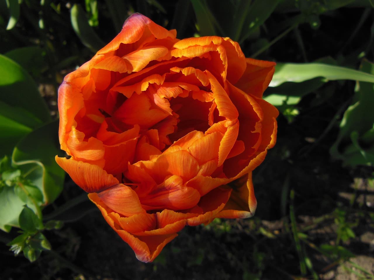 Cómo elegir las mejores flores para tu jardín