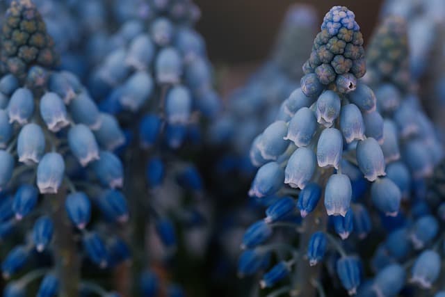Beneficios de integrar flores silvestres en tu jardín