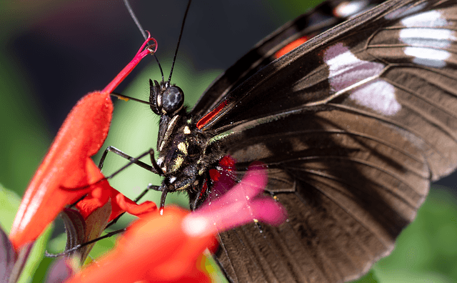 Las mejores flores para atraer polinizadores a tu jardín