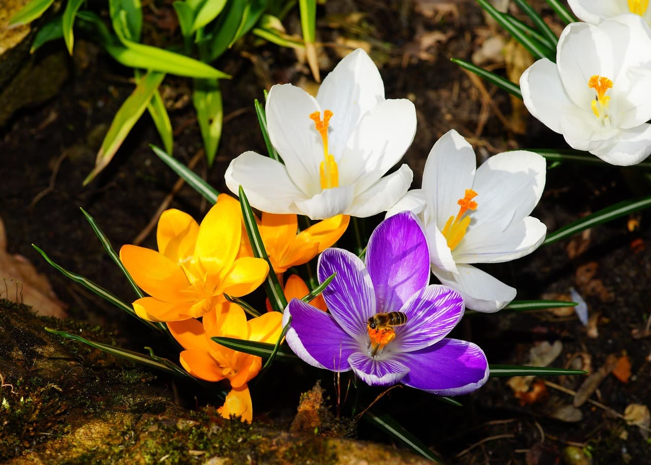 10 consejos para mantener flores vibrantes en tu jardín