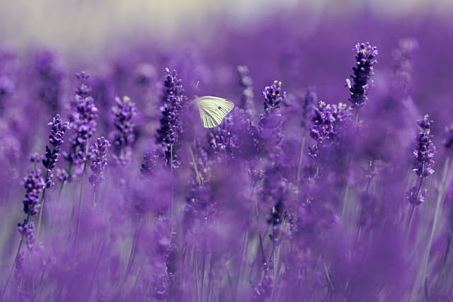 Cómo crear un jardín de flores silvestres y disfrutar de su belleza