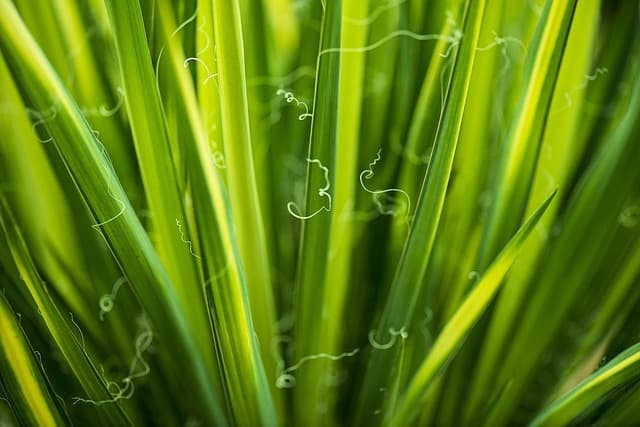 Cómo mantener sus plantas de jardín sin esfuerzo
