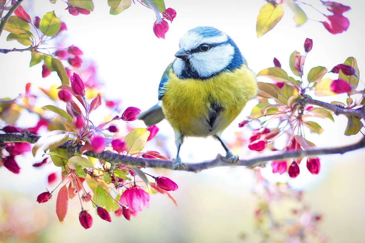 10 consejos para elegir las flores perfectas para tu jardín