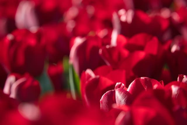 Cómo seleccionar las mejores flores para tu jardín