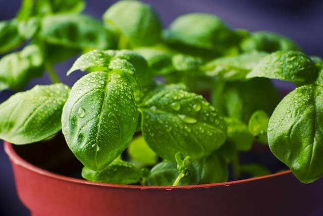 Cómo cultivar y cuidar plantas aromáticas en casa